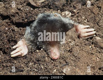 MAULWURF – auftauchend Stockfoto
