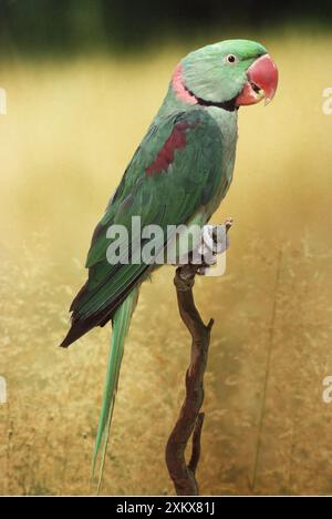 ALEXANDRINE SITTICH - auf Barsch Stockfoto