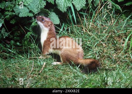 Ermine / Kurzschwanz Weasel / Stoat Stockfoto