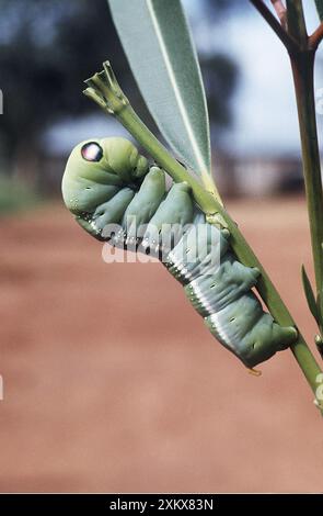 OLEANDER HAWK-MOTH - Larven / raupe Stockfoto