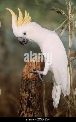 KAKADU mit geringerer SCHWEFELKUPPE/gelber Haube Stockfoto