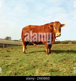 RINDER - STIER SOUTH DEVON Stockfoto