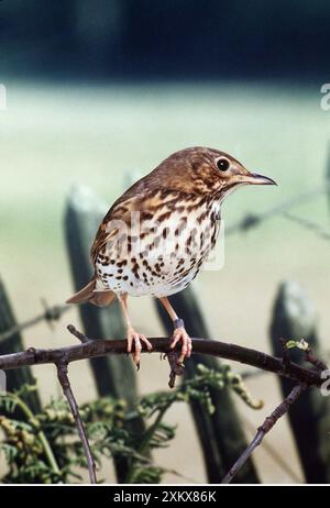 Song THRUSH - auf dem Ast Stockfoto