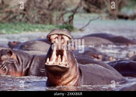 NILPFERDE - in Wasser, mit offenem Mund Stockfoto