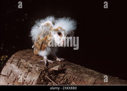 SCHEUNE OWL - jung, die auf dem Holzstamm steht Stockfoto