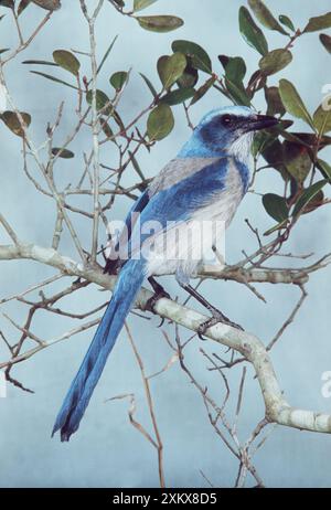 SCRUB JAY - auf Zweig Stockfoto