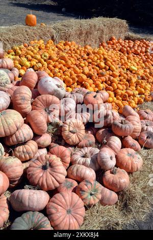 Halloween Kürbisse - zum Verkauf Stockfoto