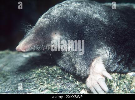 Europäischer / gemeiner MAULWURF - Nahkopf, zeigt.... Stockfoto