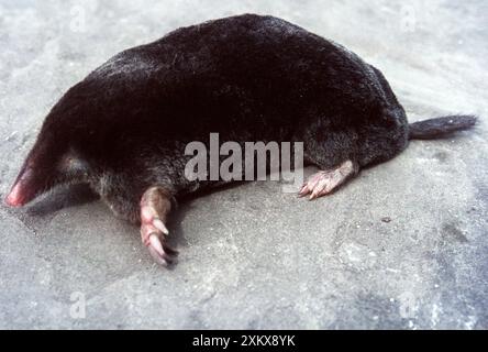 Europäischer/gemeiner MAULWURF - spatähnliche Füße Stockfoto