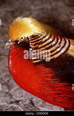 GOLDENER FASAN - Nahaufnahme des Kopfes Stockfoto