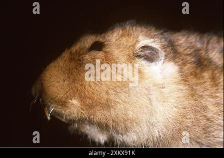 RIESENMOLE / GROSSKÖPFIGE MAULWURFRATTE - Nahaufnahme des Kopfes Stockfoto