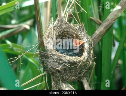 KUCKUCK - im Reed Warbler's Nest - 5 Tage alt - .... Stockfoto