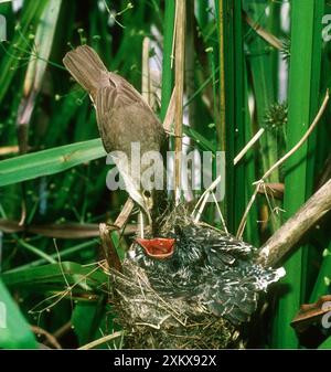 Kuckuck - gefüttert von Reed Warbler (Acrocephalus scirpaceus) Stockfoto