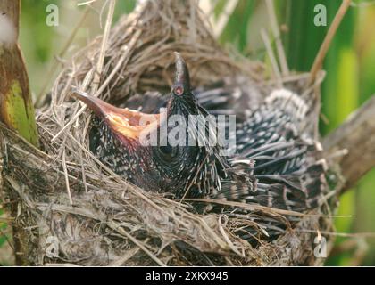 KUCKUCKSKUCKSKUCKSKUCKSKUCKSKUCKSKUCKSKUCKSKUCKSKUCKSKUKEN - im Reed Warbler Stockfoto