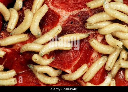 BLUEBOTTLE / Blowfly Maden - in verrottendem Fleisch Stockfoto