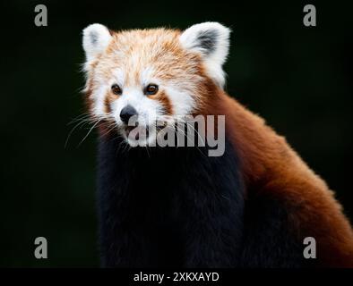 Niedlicher Red Panda im Birmingham Wildlife Conservation Park Stockfoto