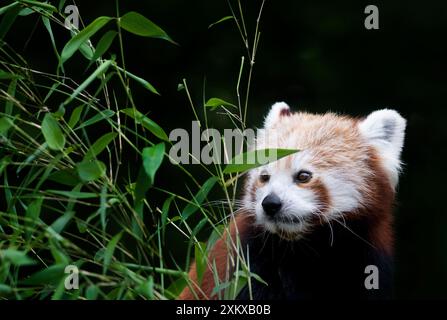 Niedlicher Red Panda im Birmingham Wildlife Conservation Park Stockfoto