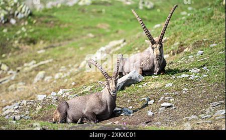 Alpensteinböcke in der Wildnis am Nufenpass, Ulrichen, Wallis, Schweiz, Europa Stockfoto