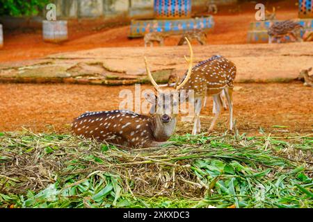 Chital-Rotwild und Chital-Hirsch-Paar schauen in die Kamera, Chital oder Cheetal (Achsenachse), auch bekannt als Fleckhirsch oder Achsenhirsch Stockfoto