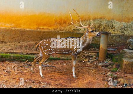 Chital oder Cheetal (Achsenachse), auch bekannt als Fleckhirsch oder Achsenhirsch, ist eine Art von Hirsch, die auf dem indischen Subkontinent Chital Bock beheimatet ist Stockfoto