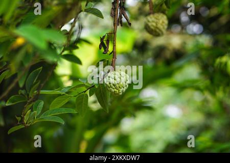 Frische süße Zucker Apfel- oder Pudding-Apfel- oder Süßsop-Früchte (Annona squamosa) hängen am Baum, tropische Früchte und Natur Hintergrund Stockfoto