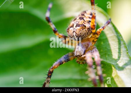 Araneus diadematus, gemeinhin als Europäische Gartenspinne bezeichnet. Stockfoto