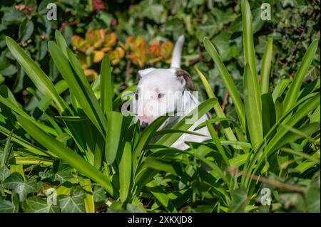 Ein weißer Bullterrier-Welpe, der sich in grünen Pflanzen versteckt Stockfoto