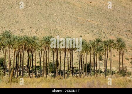 Palmenhain in einer Oase in Hormozgan, Iran mit wunderschönen Details. Stockfoto