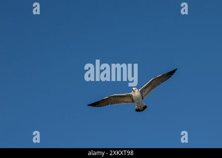 Eine Möwe, die in perfekten Details rüberfliegt Stockfoto