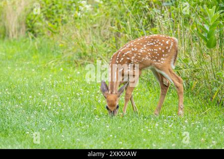Weißwedelhirsch weidet in Maschenweiden im Sommergarten in Pennsylvania Stockfoto