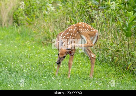 Weißschwanzhirsch Kratzer hinter seinem Ohr auf der Sommerwiese in Pennsylvania Stockfoto
