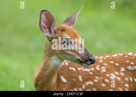 Nahaufnahme von Weißwedelhirschen auf Sommerwiese Stockfoto