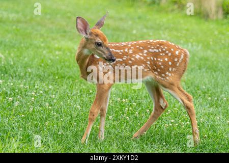 Nahaufnahme von Weißwedelhirschen auf Sommerwiese Stockfoto