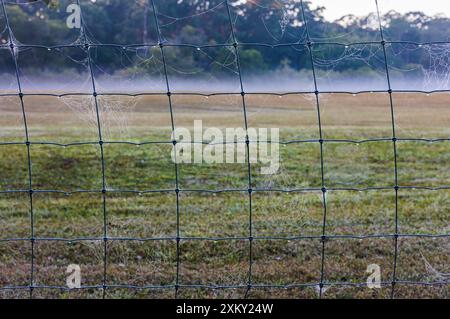 Szene am frühen Wintermorgen nach einem Regensturm in Noosa, Queensland, Australien. Nebel liegt tief über einem grünen Feld und Spinnweben zieren einen Vordergrundzaun. Stockfoto