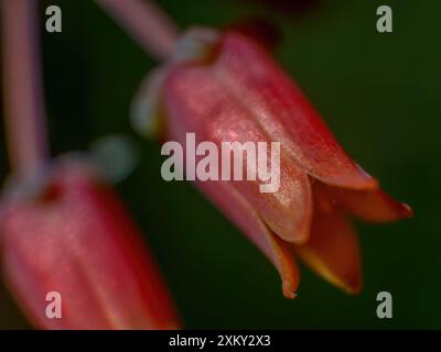 Extreme Makrofotografie einer saftigen echeveria-Pflanzenblume, aufgenommen in einem Garten in den östlichen Andengebirgen in Zentral-Kolumbien. Stockfoto