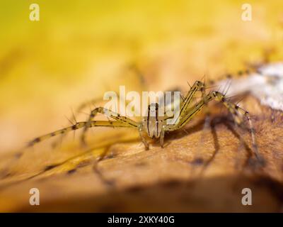 Makrofotografie einer Luchsenspinne auf einem Blatt am frühen Morgen in einem Garten in der Nähe der Kolonialstadt Villa de Leyva in Zentral-Kolumbien. Stockfoto