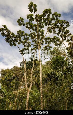 Blick auf ein paar Cecropia peltata-Bäume vor einem bewölkten Himmel in einem einheimischen Wald in den östlichen Andengebirgen in Zentral-Kolumbien. Stockfoto