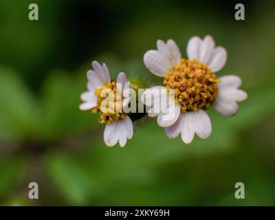 Makrofotografie einer peruanischen Gänseblümchenblume, aufgenommen auf einem Feld in den östlichen Andenbergen in Zentral-Kolumbien. Stockfoto