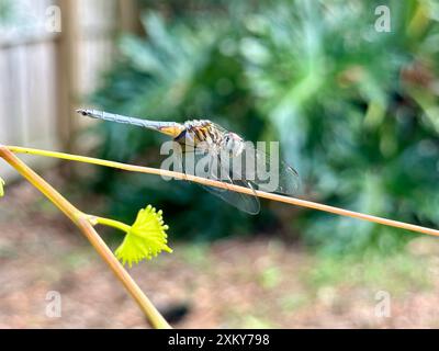 Eine Patchydiplax-Libelle blickt durch ihre Flügel auf die Kamera, die auf einem schmalen Buschzweig in Altamonte Springs, Florida, thront. Stockfoto