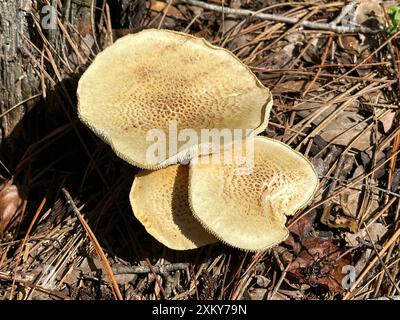 Drei flache Lentinus Tigrinus, Sawgill-Pilze, sitzen auf dem Boden neben einem verfaulenden Baumstumpf, umgeben von einem Teppich aus Kiefernnadeln. Stockfoto