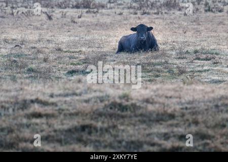 Ein einsamer Angus-Zuchtbulle liegt auf einem frostbedeckten, grasbewachsenen Fahrerlager und wartet auf die Wärme der Morgensonne, um das Feld am Hügel zu erreichen. Stockfoto