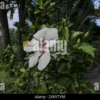 Weiße und rote Hibiskusblüte im Garten, Hibiscus arnottianus Stockfoto