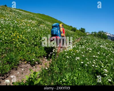 WA25527-00...WASHINGTON - PCT-Wanderer Tom Kirkendall, vorbei an blumenbedeckten Wiesen nördlich des Kodak Peak. Stockfoto