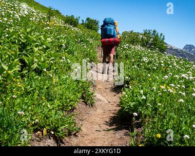 WA25528-00...WASHINGTON - PCT-Wanderer Tom Kirkendall, vorbei an blumenbedeckten Wiesen nördlich des Kodak Peak. Stockfoto