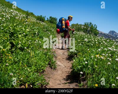 WA25529-00...WASHINGTON - PCT-Wanderer Tom Kirkendall, vorbei an blumenbedeckten Wiesen nördlich des Kodak Peak. Stockfoto