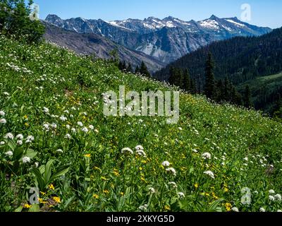 WA25530-00...WASHINGTON - farbenfrohe Wiese entlang des PCT nördlich des Indian Pass in der Glacier Peak Wilderness. Stockfoto