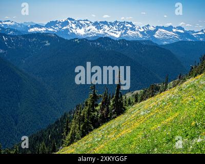 WA25535-00...WASHINGTON - farbenfroher, mit Wildblumen bedeckter Hügel in der Nähe des Red Pass in der Glacier Peak Wilderness. Stockfoto