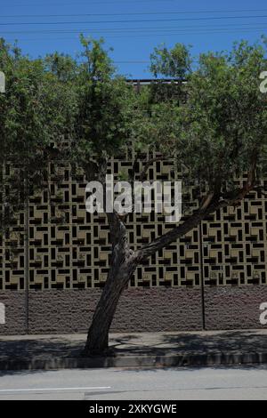 Ein Akazienbaum auf dem Gehweg vor einer Brise-Block-Mauer an der Sydenham Road, Marrickville Stockfoto