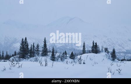 Pflanzen und Bäume im Schnee mit Bergen in der Ferne an einem kalten Wintertag in der Nähe der Castner Cave in Alaska. Stockfoto