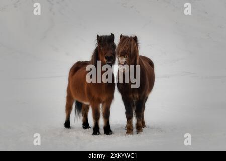 Zwei wunderschöne isländische Wildpferde an einem Wintertag, schneebedeckte Landschaft Stockfoto